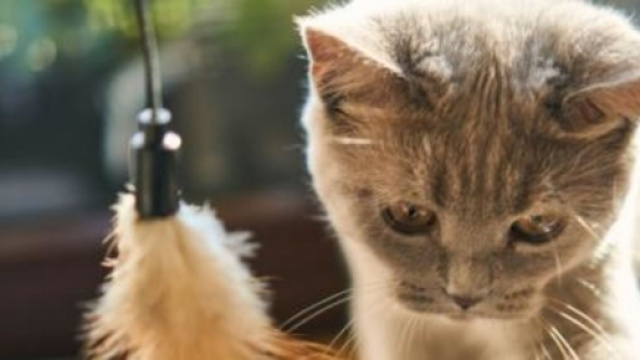Mon chat aime-t-il les bisous ? - Photo Pixabay
