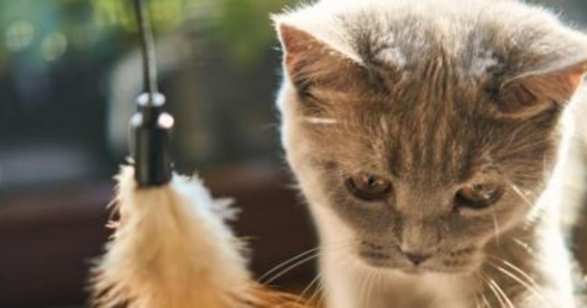 Les Chats Aiment Ils Les Bisous Faire des bisous à son chat, entre affection et insensibilité