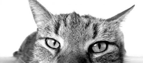 Comment savoir si mon chat est malheureux ? Photo Pixabay