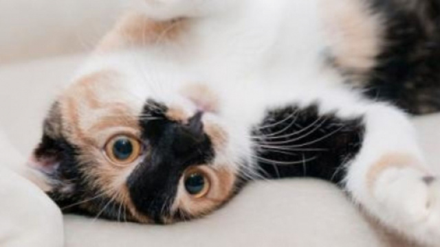 Pourquoi mon chat me mord ou me mordille ? - Photo Pixabay