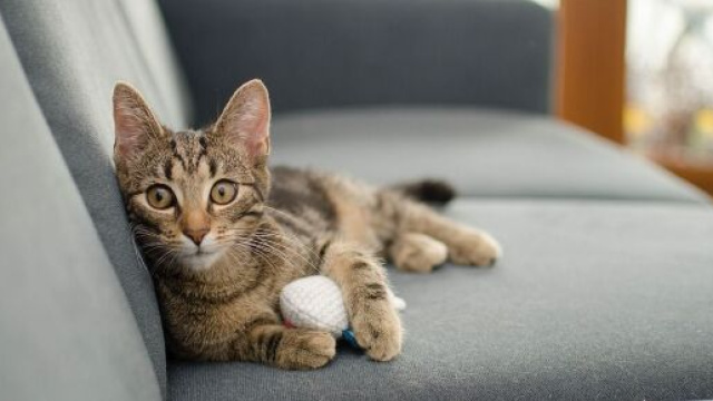 chat ces choses qu'il déteste chez vous - Photo Pixabay