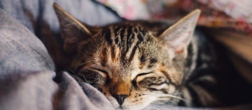 Quels sont les avantages de domir avec son chat ? - Photo pixabay