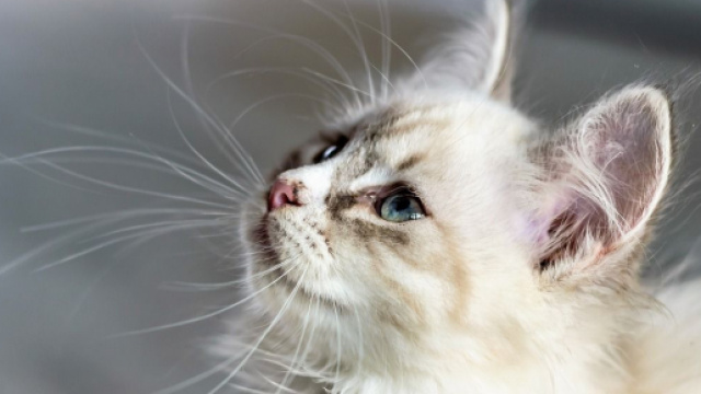 Chat : il ne suffit pas de le vacciner pour qu'il soit en bonne santé - Photo Pixabay