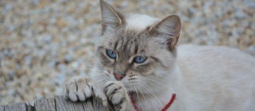 Pourquoi mon chat attaque mes chevilles ? - Photo Pixabay