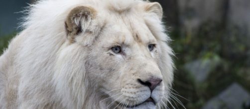 Oroscopo di domani 23 novembre: Vergine malinconica, finanze in risalita per il Leone.