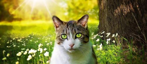 Pourquoi Mon Chat Me Grimpe Dessus Chat : S'il vous marche dessus ce n'est pas uniquement car vous êtes