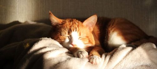 Pourquoi mon chat dort sur mes affaires - Photo Pixabay