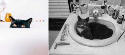 Pourquoi mon chat me suit dans la salle de bain ? Photo capture d'écrans images Pexel (Libre de droit)