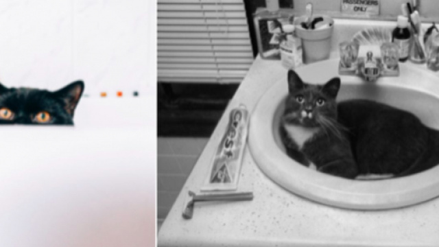 Pourquoi mon chat me suit dans la salle de bain ? Photo capture d'écrans images Pexel (Libre de droit)