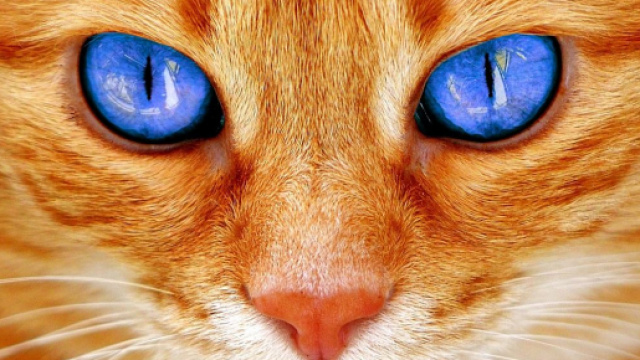 Quels sont les avantages de vivre avec un chat ? Photo Pixabay