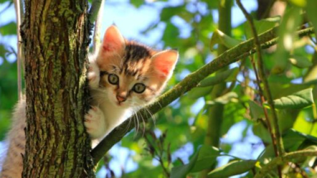 Pourquoi mon chat me rapporter des proies ? - Pexel