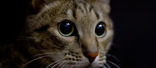 Pourquoi mon chat me fixe du regard ? Photo Pixabay