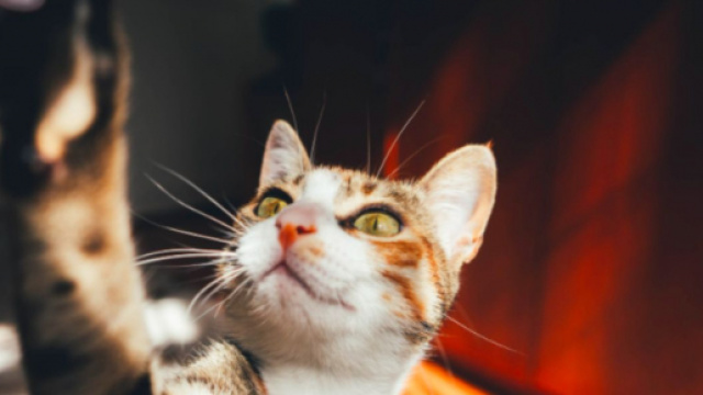 Pourquoi mon chat gratte autour de sa gamelle ? Photo Pexel