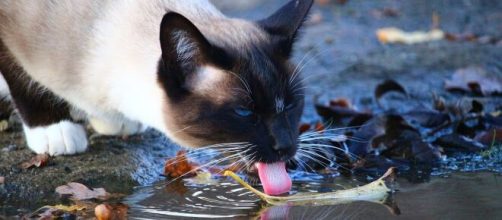 Pourquoi mon chat met sa patte dans l'eau avant de boire ? - Photo Pixabay