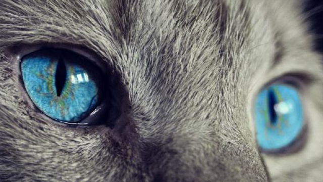 Pourquoi mon chat n'aime pas tous les humains ? Photo Pixabay