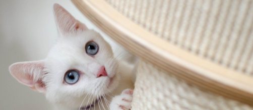 Comment aider votre chat à utiliser son griffoir ? - Photo Pixabay
