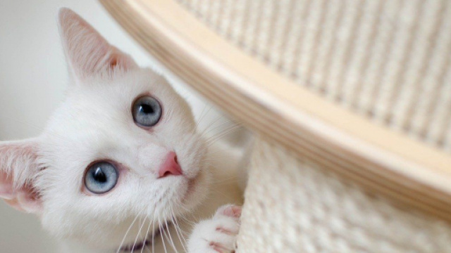 Comment aider votre chat à utiliser son griffoir ? - Photo Pixabay
