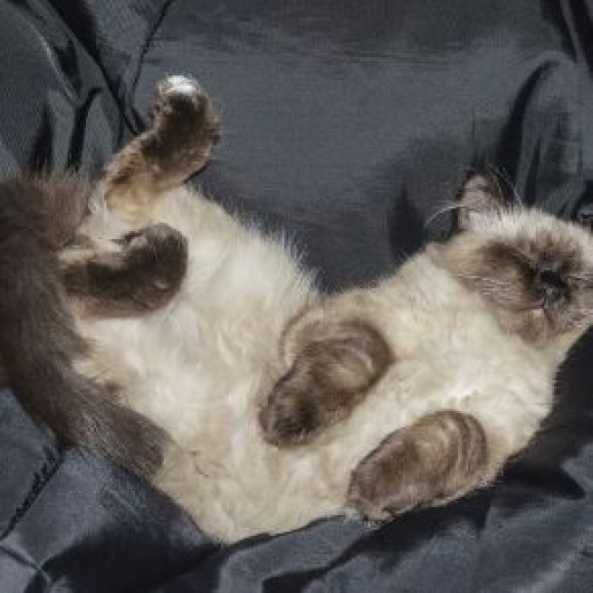 Pourquoi mon chat me montre son ventre ? Photo Pixabay ok