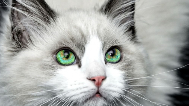 Chat : comment bien nettoyer ses yeux ? Photo Pixabay