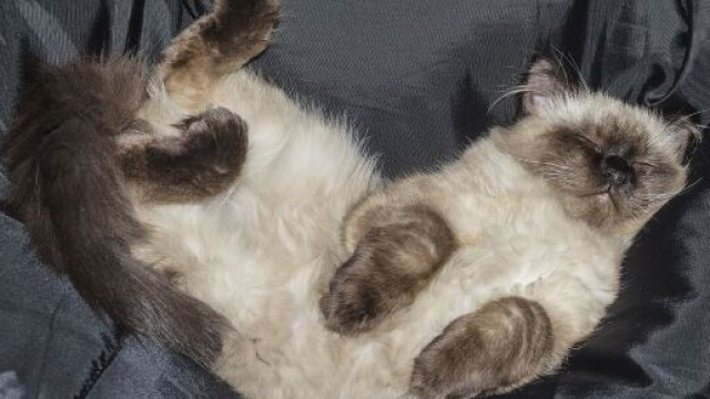 Pourquoi mon chat me montre son ventre ? Photo Pixabay ok