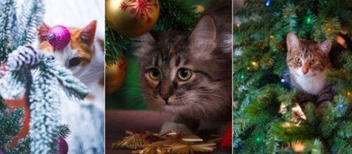 Chat Pour Sauver Votre Sapin De Noel Il Ne Suffit Pas De Le Mettre En Hauteur