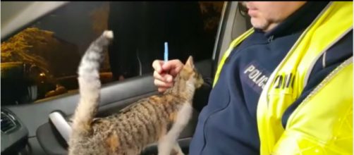 Ce chat errant s'introduit dans une voiture de Police en Pologne - Photo capture écran Facebook
