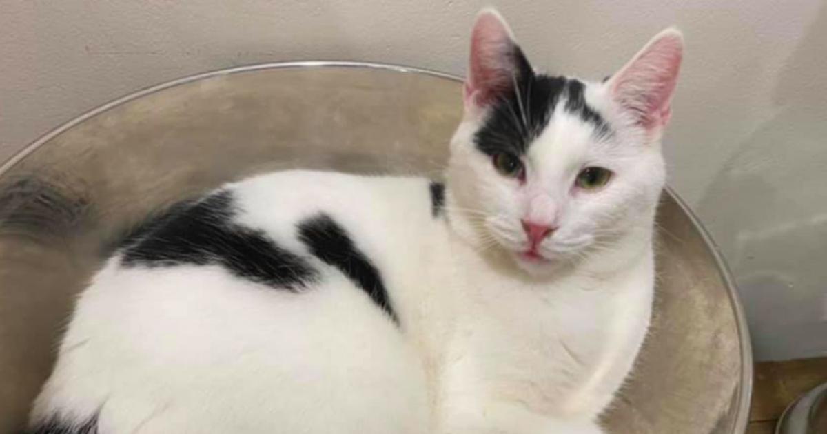 Moche Et Horrible L Adoption D Un Chat Dans Une Association Vire Au Calvaire