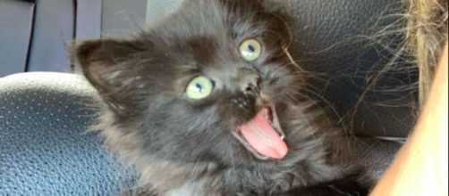 Un chat tout heureux d'être adopté enflamme la toile - Photo capture d'écran facebook
