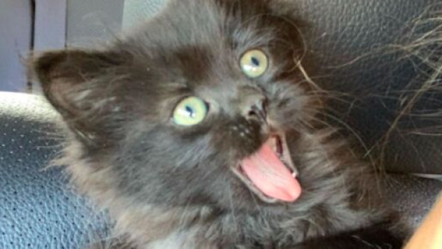 Un chat tout heureux d'être adopté enflamme la toile - Photo capture d'écran facebook