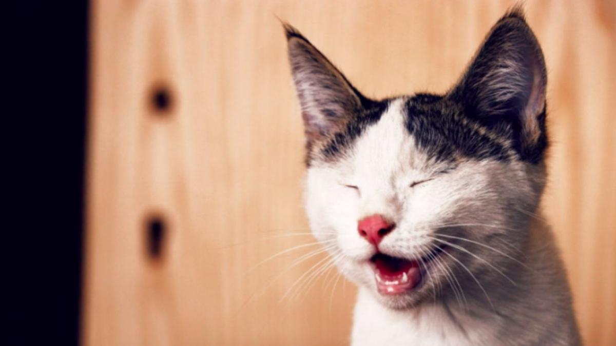 Un Chat Tricolore Surprend Son Monde Par Sa Bravoure Face A L Adversite De Son Amputation Un Chat Tricolore Surprend Son Monde Par Sa Bravoure Face A L Adversite De Son Amputation