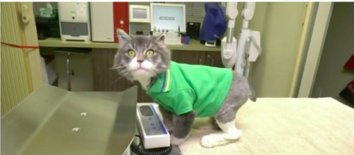 Un chat a été sauvé de la mort par une association - Photo capture d'écran vidéo
