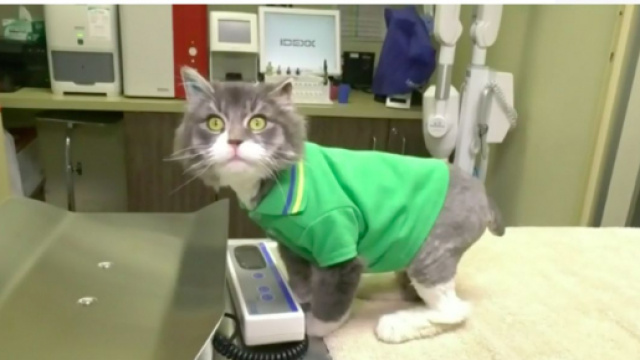 Un chat a &eacute;t&eacute; sauv&eacute; de la mort par une association - Photo capture d'&eacute;cran vid&eacute;o