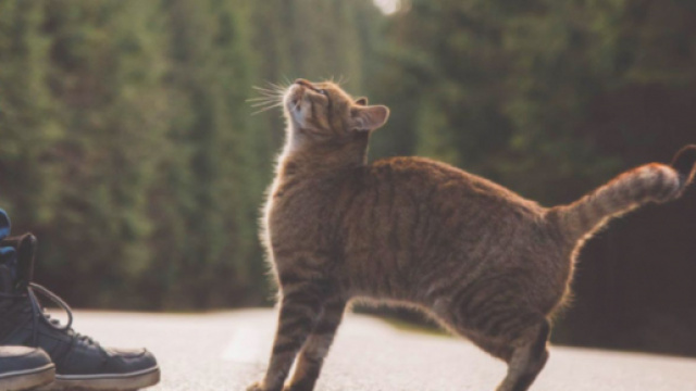 Un chat en provenance de Russie est arriv&eacute; au Royaume-Uni - &copy;capture d'&eacute;cran Pexel