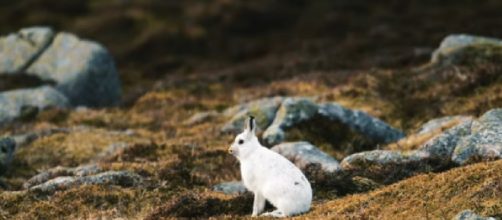 Mountain Hare threatened by climate change. [©Pace Production YouTube video]