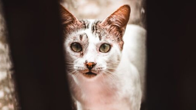 Un chat rentre chez lui après 536 jours d'absence - Photo Pexels