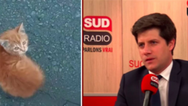 Contre les abandons de chat le gouvernement voudrait frapper un grand coup - Photo capture d'écran vidéo Youtube