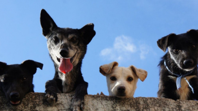 Vers de nouvelles mesures contre les abandons d'animaux - Photo Pexel