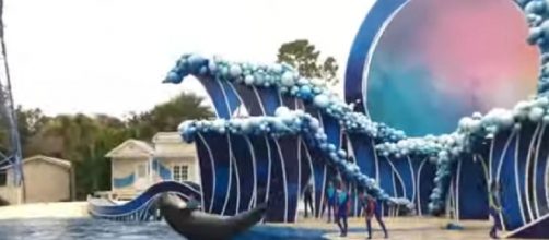 Dolphin days Sea World Orlando Dolphin Show 2019. [Image source/ThemeParkHD YouTube video]