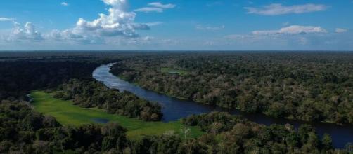 La forêt amazonienne dans l'état brésilien de l'Amazonas