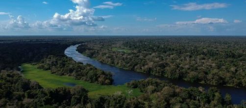 La forêt amazonienne dans l'état brésilien de l'Amazonas