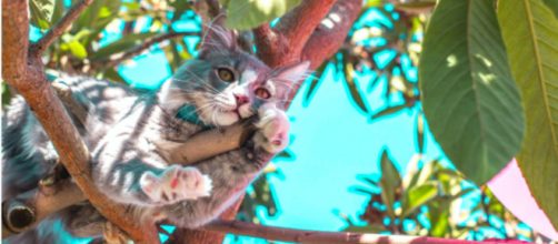 Un chat coincé dans un arbre depuis des jours appelle à l'aide depuis 4 jours. -©Pexel