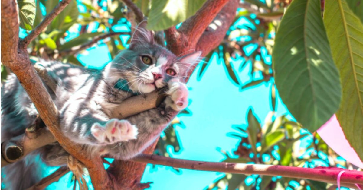 Coincé depuis 4 jours à 8 mètres de hauteur, ce chat bloqué attend les secours