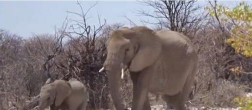 In Memory of Voortrekker: Some of Namibia's beautiful elephants. [©NikelaWildlife YouTube video]