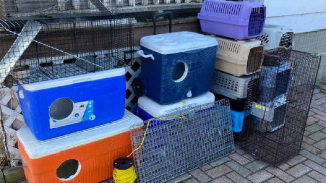Chats : cette association vient en aide aux animaux errants avec des glacières - ©Facebook BarnBuddiesOttawa