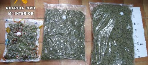 Guardia Civil enfrenta red de cultivo de marihuana ... - encastillalamancha.es