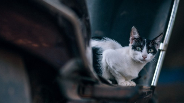 Chat : comment faire pour le prot&eacute;ger des dangers des voitures ? &copy; Pixabay