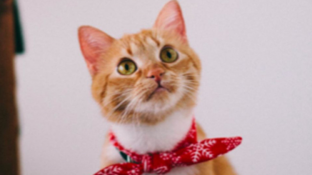 Pourquoi mon chat fixe-t-il le mur avec insistance ? ©Pexels