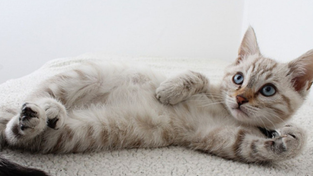 Ces choses que vous ignorez sur les griffes de votre chat - &copy;Pexels