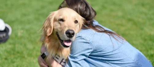 Dono de cão atingido por um tumor no coração demonstra gratidão aos que curaram seu pet. (Arquivo Blasting News)