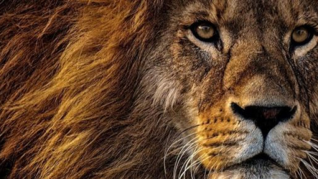 Previsioni zodiacali per il 12 febbraio